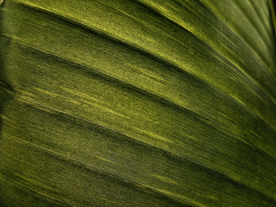 closeup of green textile, banana leaf, texture, effect, nature HD wallpaper