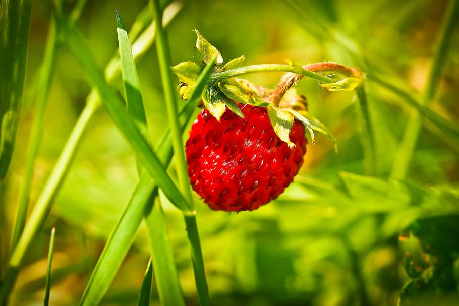 strawberry, fruit, red, sweet, food, summer, eat, garden, nature HD wallpaper
