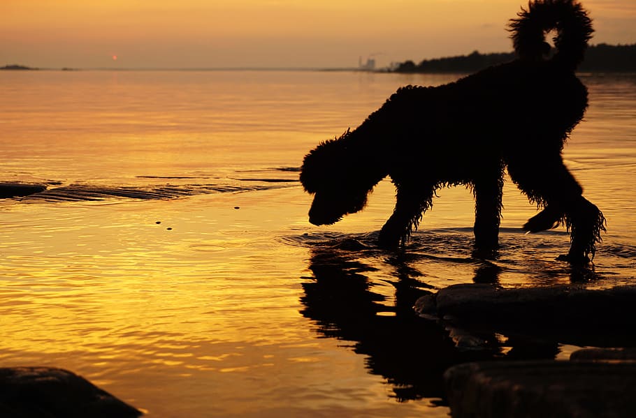 silhouette photography of adult poodle on water, sunset, dog HD wallpaper