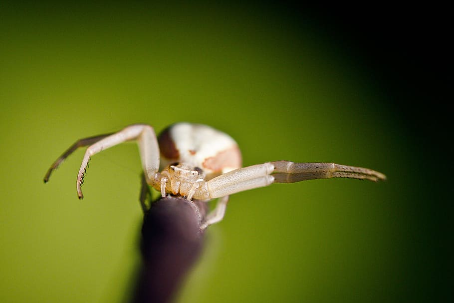 spider, macro, nature, one animal, animal themes, animal wildlife HD wallpaper