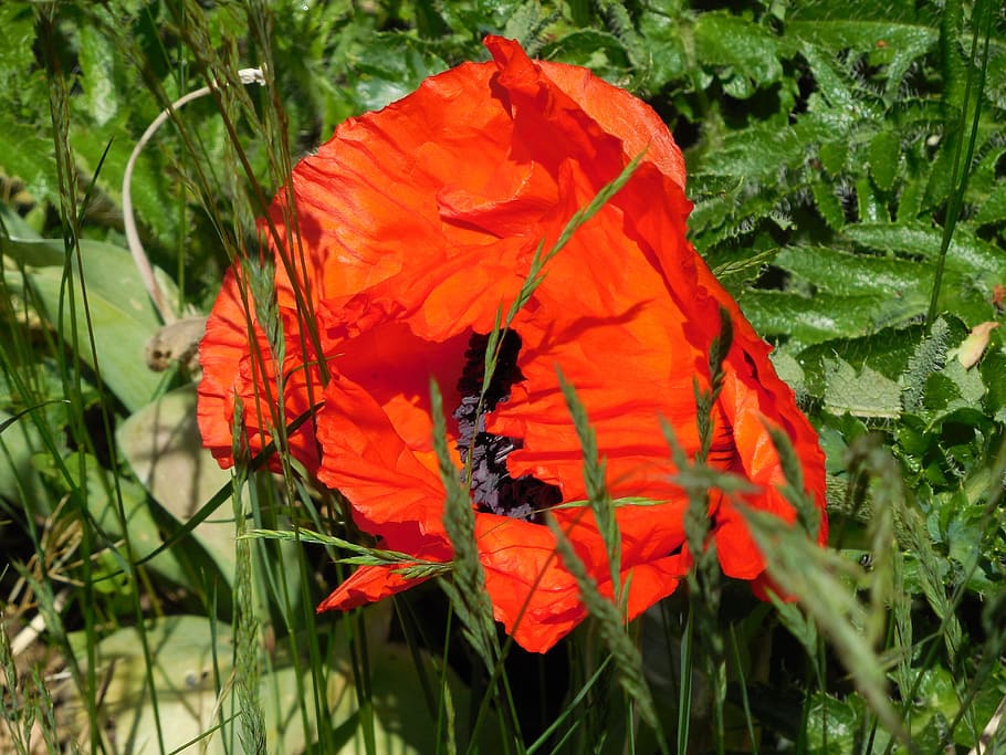 Flower, Poppy, red, nature, plant, outdoors, green Color, leaf HD wallpaper