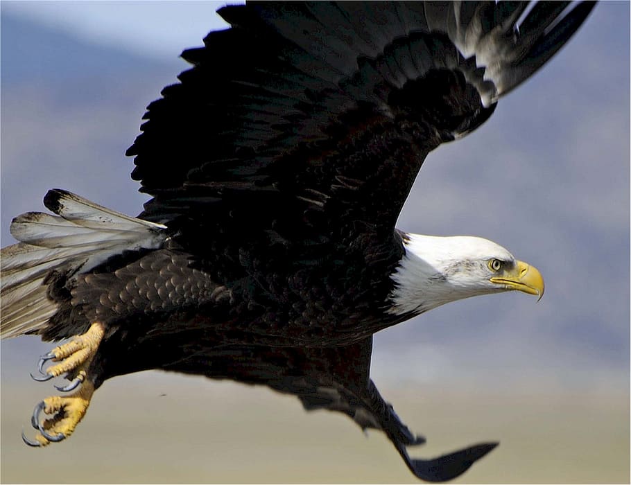 bald eagle flying in the sky, raptor, bird, nature, wild, flight HD wallpaper
