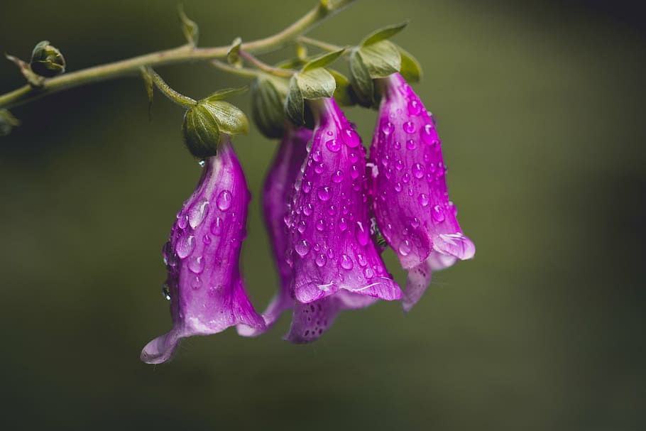 focus photo of purple bell flowers, thimble, nature, close HD wallpaper
