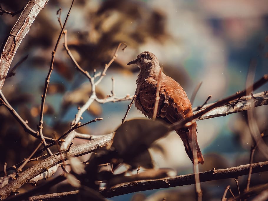 ruddy ground dove, bird, nature, dom, wing, pity, encyclopedia, HD wallpaper