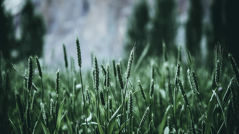Lost in Turtuk-2, closeup photo of green grass field, wheat, dikshit mundra HD wallpaper