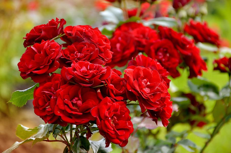 Roses, Summer, Garden, red, nature, plant, flower, rose - Flower HD wallpaper