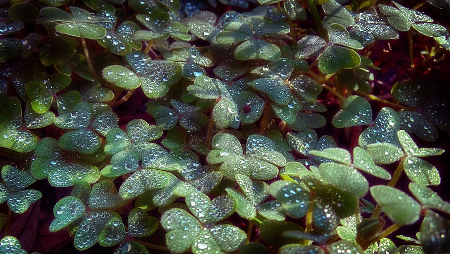 clover, macro, grass, ground, forest, green, drops, droplets HD wallpaper