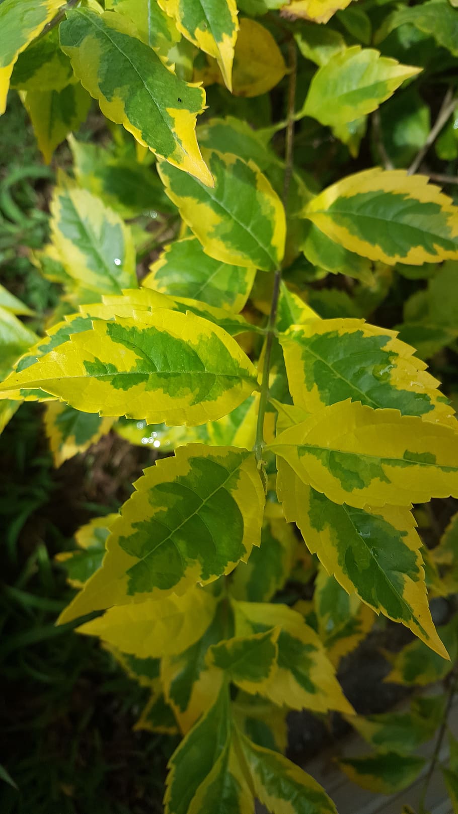 plant, nature, leaves, leaf, plant part, green color, growth HD wallpaper