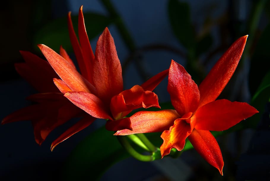 orchid, flower, macro, red, flowering plant, beauty in nature HD wallpaper