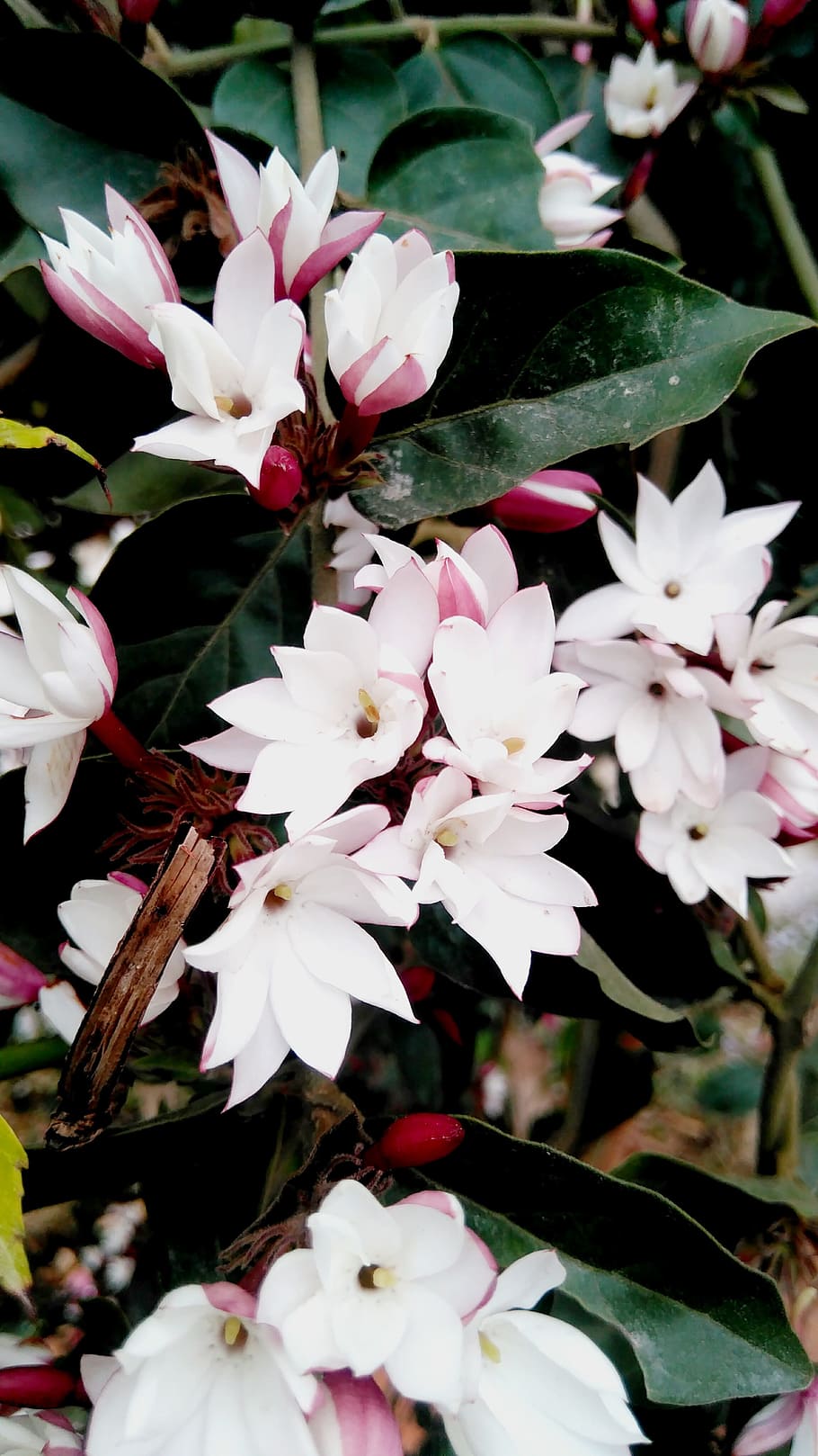 flower, flora, nature, leaf, petal, flowering plant, freshness HD wallpaper