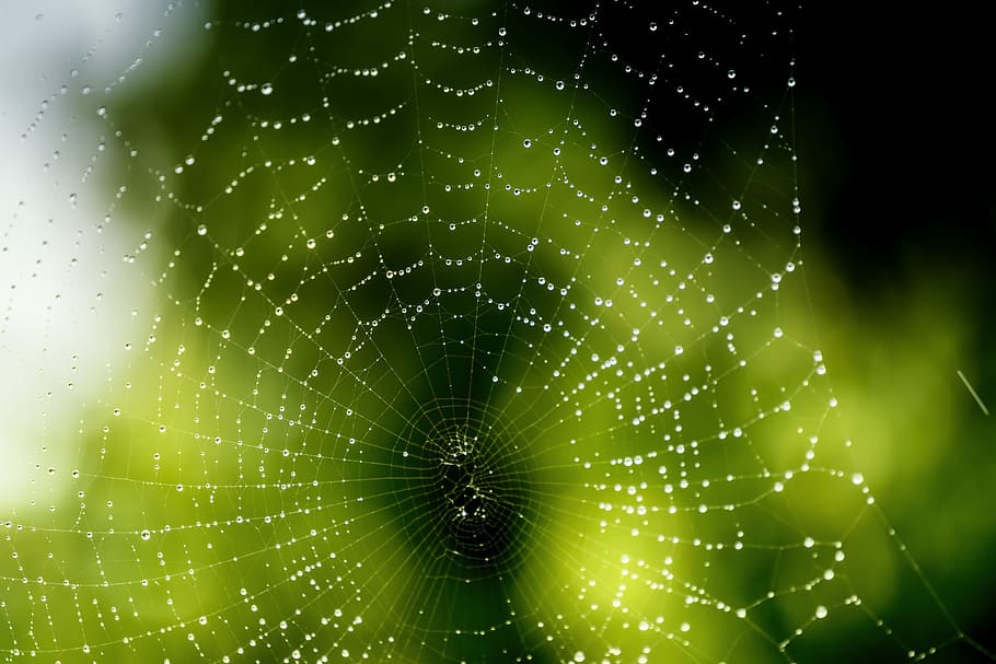 network, spider, cobweb, rain, drip, nature, spider web, fragility HD wallpaper