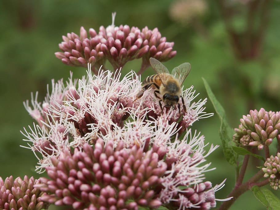 Insect, Bee, Flower, Nature, flowers, insects, pollination HD wallpaper