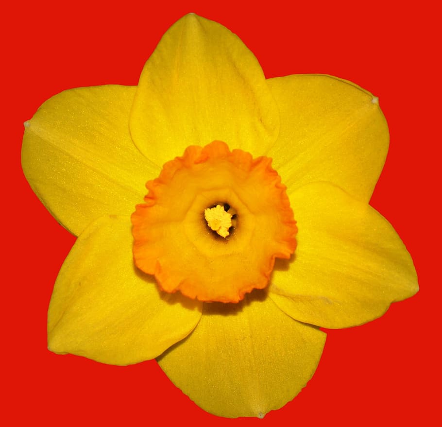 Flower, Narcis, Spring, Yellow, easter flower, multi colored HD wallpaper