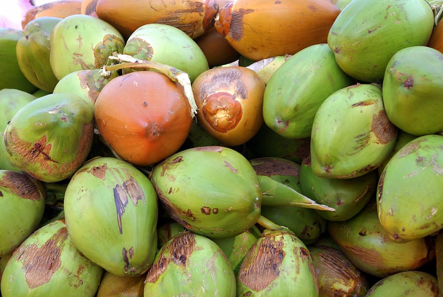 coconut, green, healthy eating, food and drink, wellbeing, freshness HD wallpaper