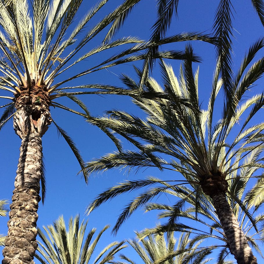 Palm Tree, Leaves, Palm, Tree, Tree, Leaf, plant, branch, landscape HD wallpaper