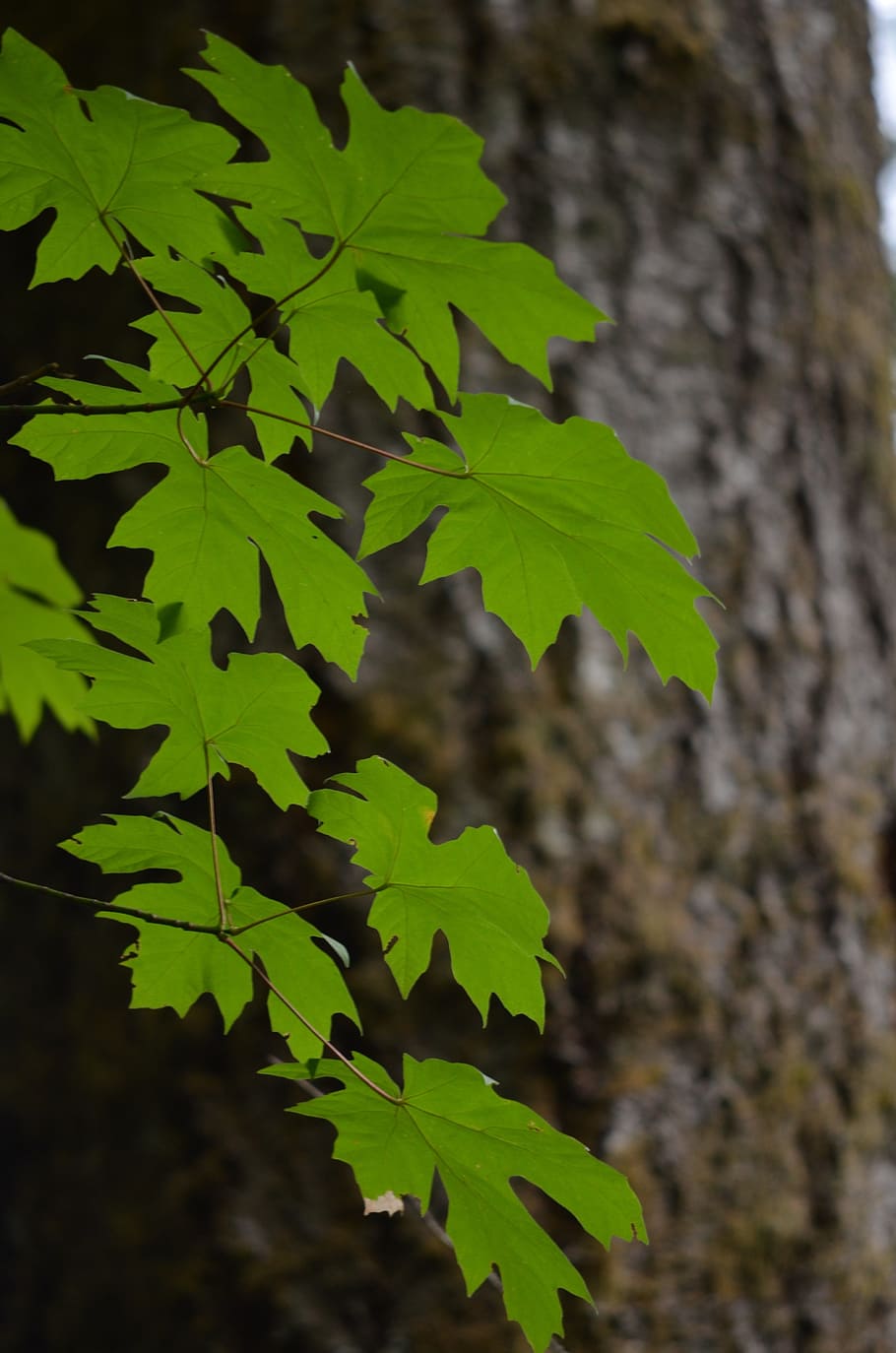 maple, leaves, leaf, tree, nature, plant, bark, wood, forest HD wallpaper