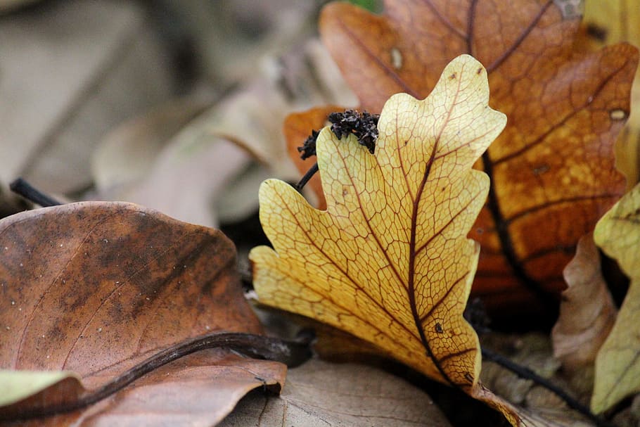 Autumn, Leaf, Leaf, Fall, Nature, Yellow, season, orange, autumn leaves HD wallpaper