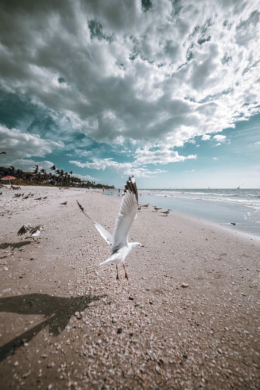 flying white bird by the beach under white and blue sky during daytime, flight of white and black segull during daytime HD wallpaper