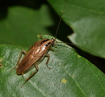 brown cockroach perching on green leaf in close-up photography HD wallpaper