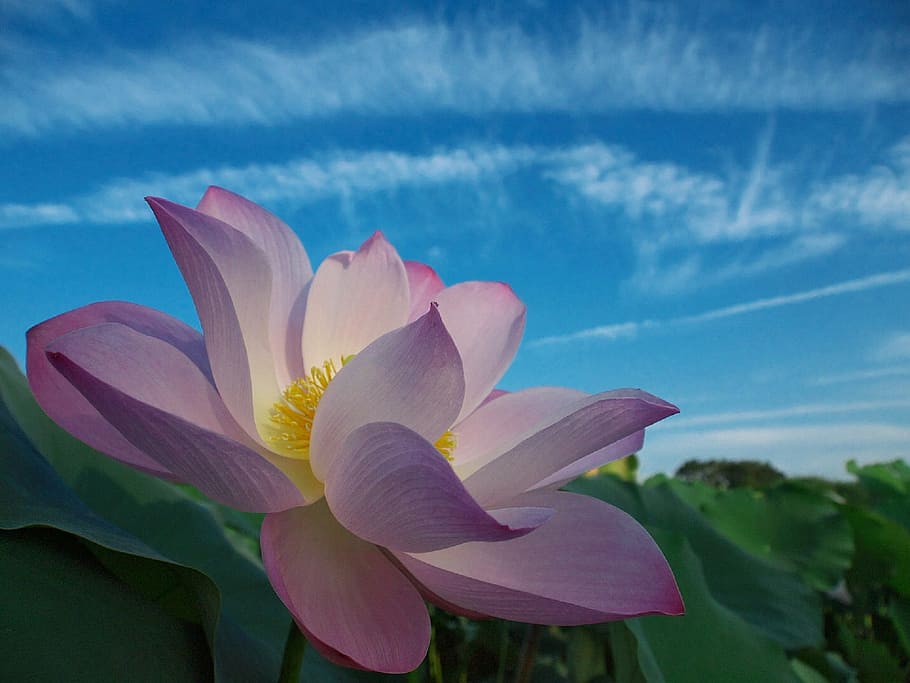 lotus-flower-bloom-petals.jpg