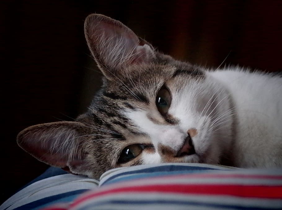 short-fur brown and white cat, face, portrait, pet, domestic HD wallpaper