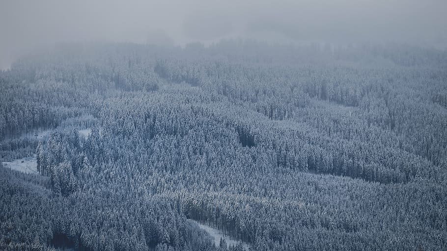 aerial photography of trees covered with snow, forest, plant HD wallpaper