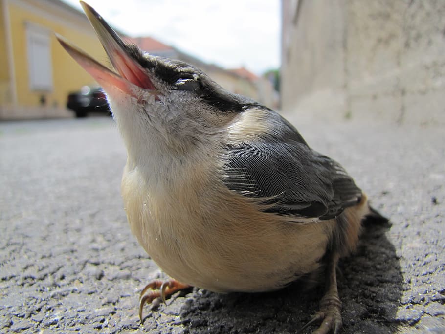 bird, macro, street, nuthatch, animal themes, vertebrate, one animal HD wallpaper