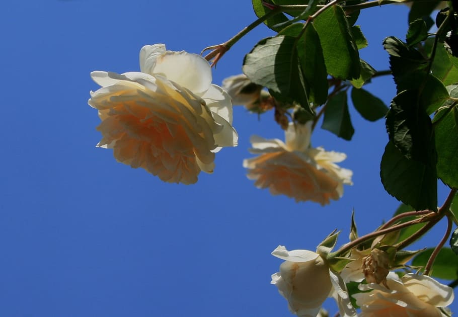 rose, bloom, bud, flower, white, cream, open, petals, soft HD wallpaper