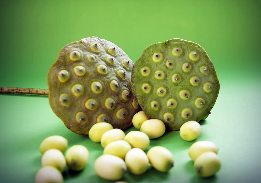 lotus, seed, flower, leaf, pod, indian, closeup, isolated, produce HD wallpaper