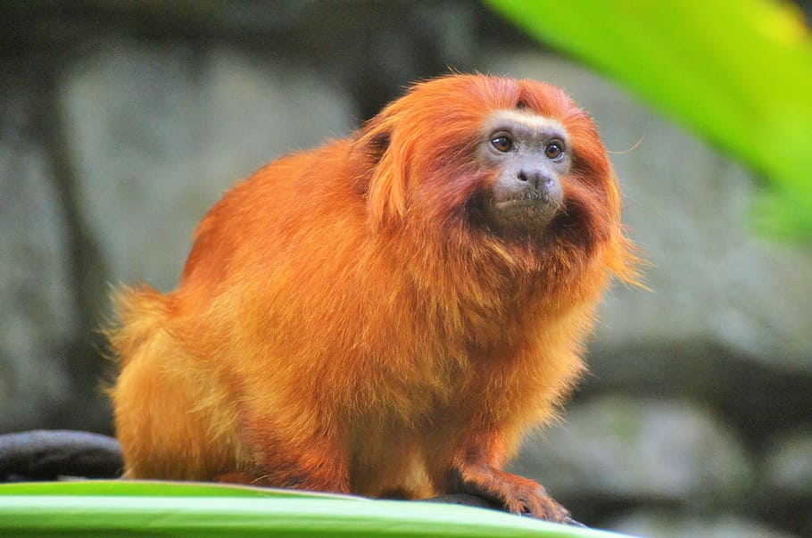 selective focus photography of monkey, golden lion tamarin, primate