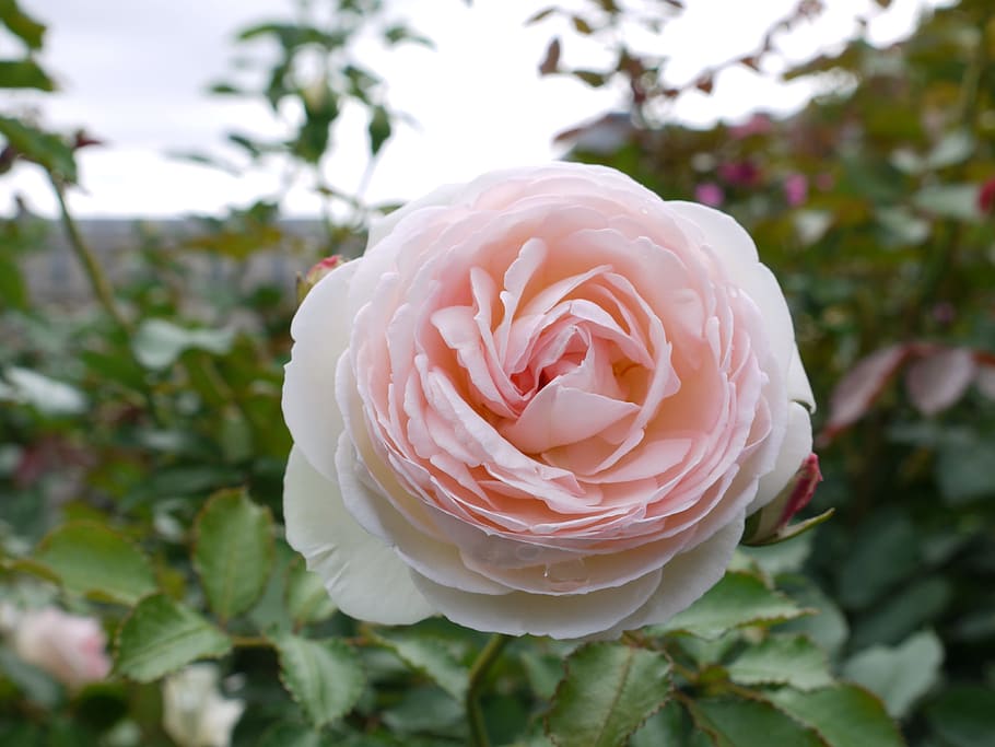 Garden, Paris, Blade, Pink, Day, a flower, nature, growth, fragility HD wallpaper