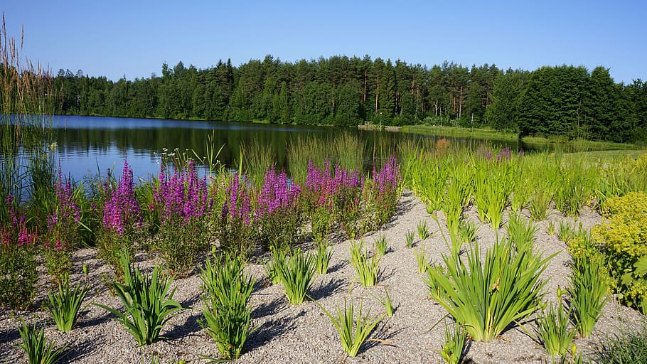 finnish, landscape, summer, beach, plants, park, nature, outdoors HD wallpaper