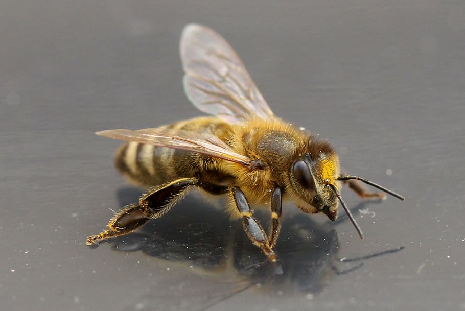close-up photo of honey bee, insecta, wings, acro, detail, one animal HD wallpaper