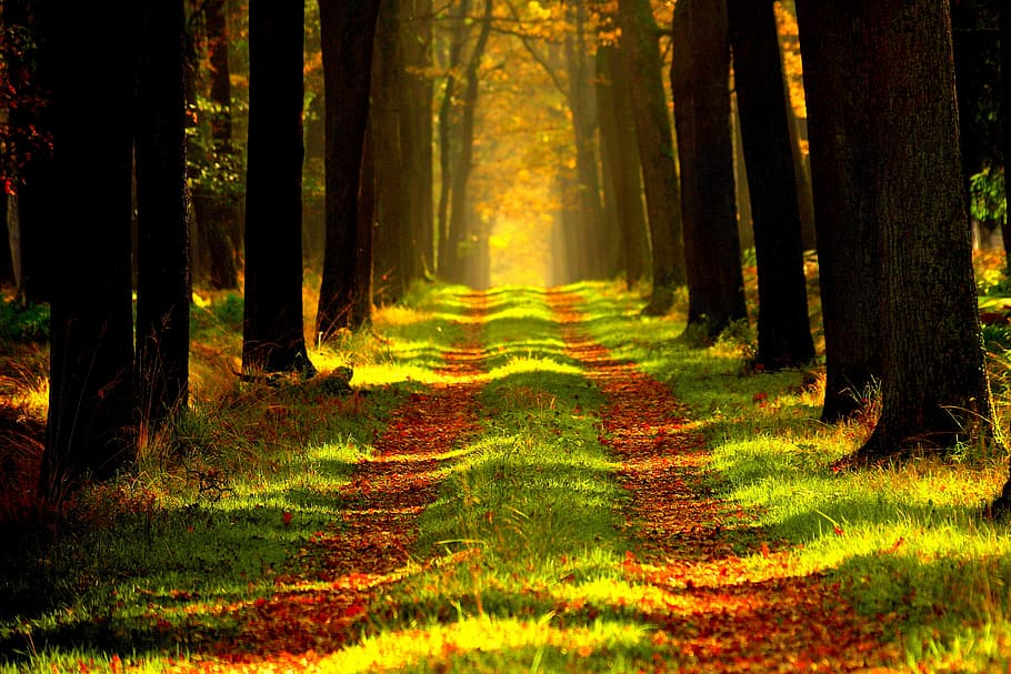 pathway between trees of forest, vista, tour, land, plant, woodland HD wallpaper
