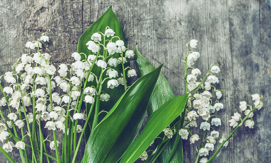 wood, nature, flowers, petals, bloom, blooming, blossom, botanical HD wallpaper