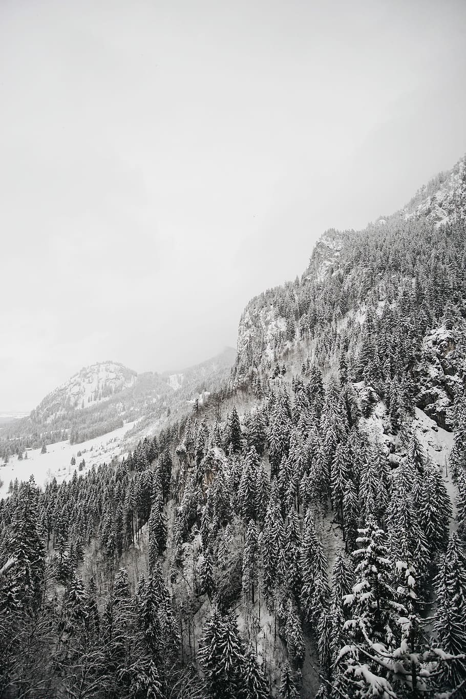 aerial grayscale photography of pine trees, snow covered mountains and pine trees HD wallpaper