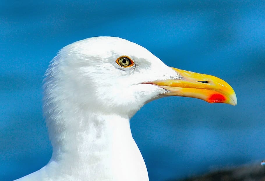 photo of white bird, seagull, beach, bill, nature, animal, ocean HD wallpaper