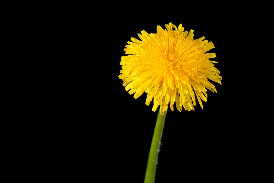 Dandelion, Yellow, Flower, Spring, blossom, bloom, plant, black background HD wallpaper