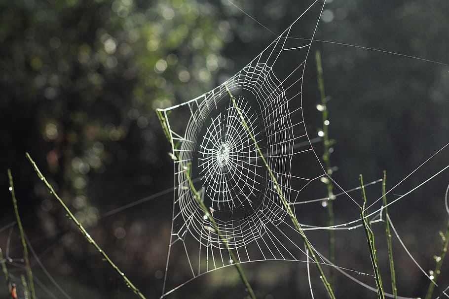spider, web, outdoor, inset, bokeh, spider web, fragility, vulnerability HD wallpaper