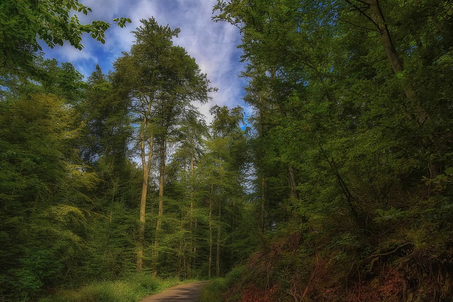 dirt road between green trees under white and blue sky at daytime HD wallpaper