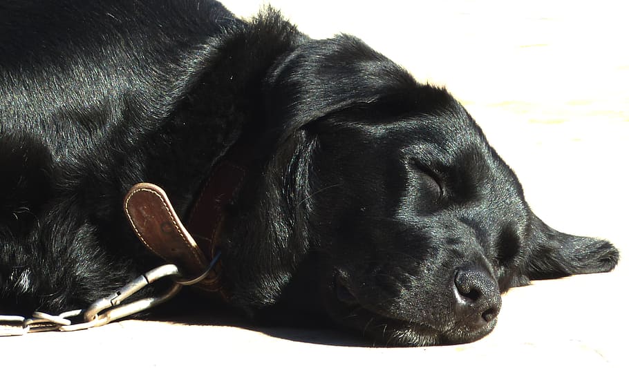 dog, labrador mongrel, black, sleeping, mammal, pets, one animal HD wallpaper
