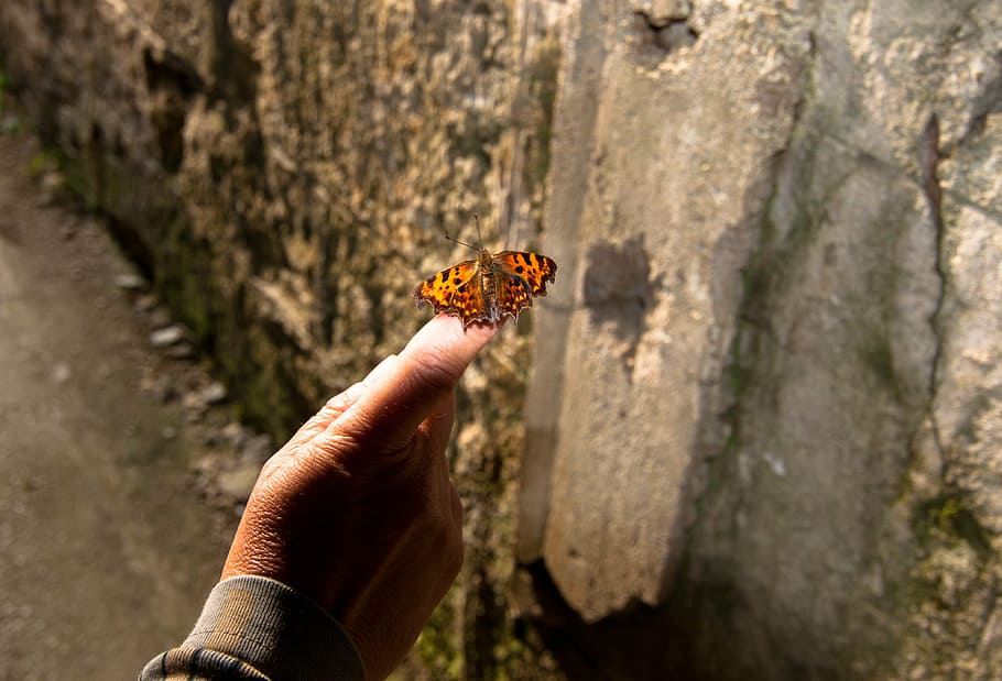butterfly, insect, hand, finger, human hand, human body part HD wallpaper