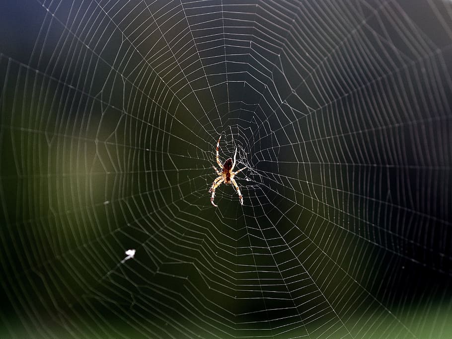brown spider on web, arachnid, insect, horror, scary, spooky HD wallpaper