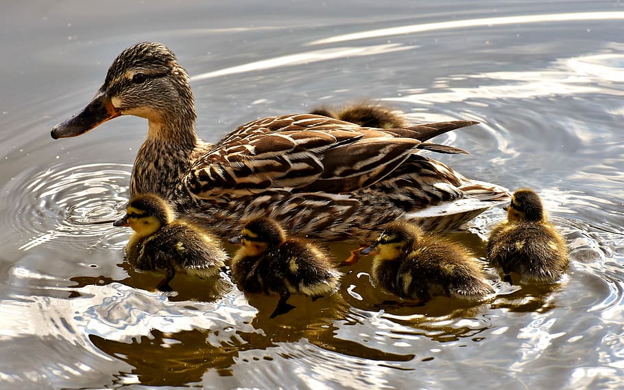 brown mallard ducks with ducklings on calm water at daytime HD wallpaper