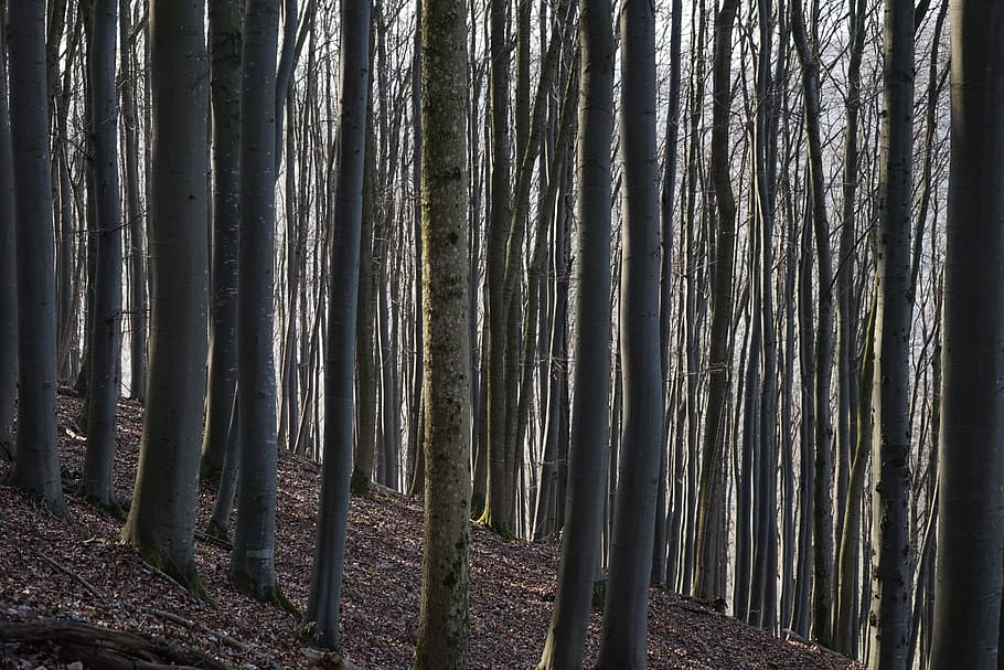Beech Wood, Strains, Logs, beech logs, close close, book, trees HD wallpaper