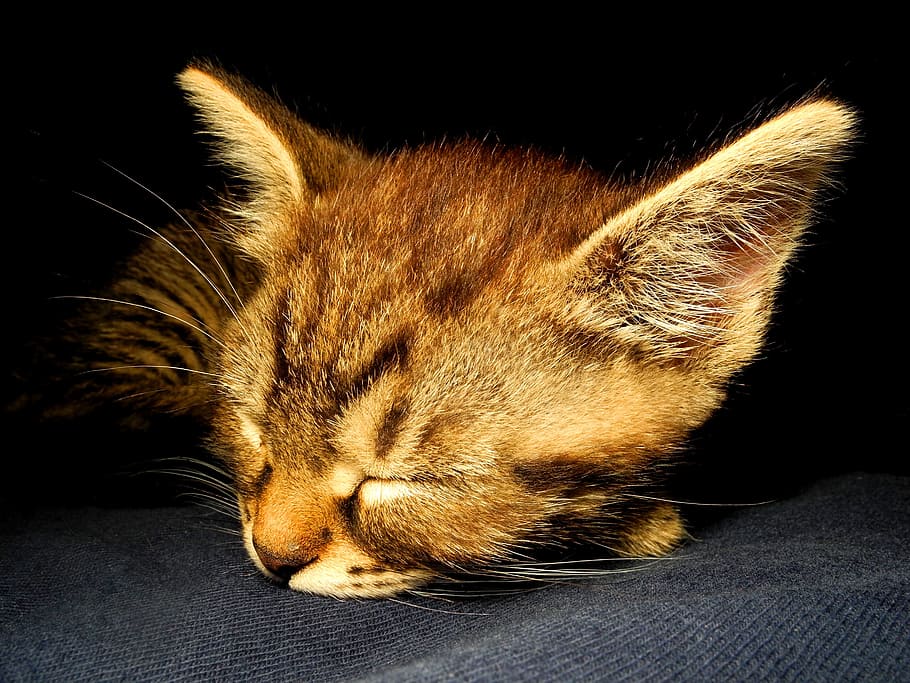 Kitten, Cat, Dormant, Pet, Cute, Sleep, home, soot, sleeping HD wallpaper