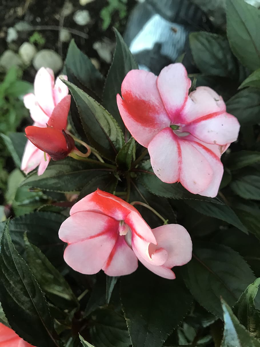 flower, spring, summer, floral, bloom, plant, garden, pink HD wallpaper