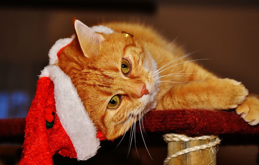 orange tabby cat laying on red wooden surface, christmas, santa hat HD wallpaper