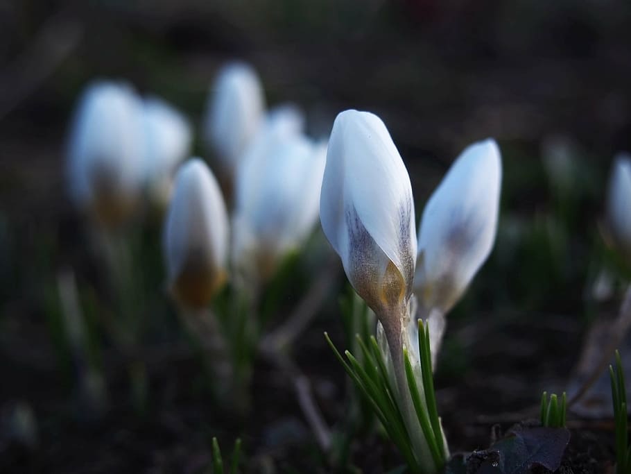 spring, krokus, flowers, blooming, nature, garden, view, white HD wallpaper