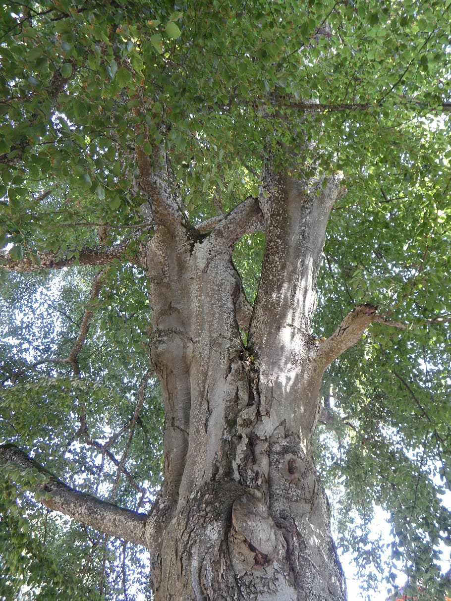 tree, old, tribe, high, gnarled, plant, trunk, tree trunk, growth HD wallpaper